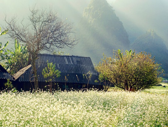HANOI - HALONG - HOA LU - MOC CHAU - SAPA 8D7N HANOI - HALONG - HOA LU - MOC CHAU - SAPA 8D7N